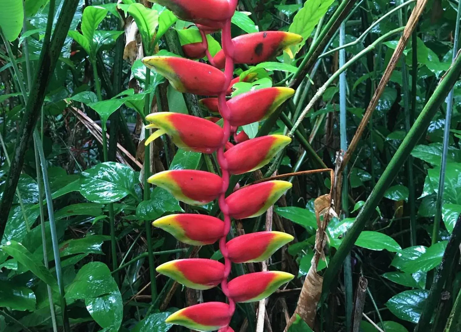 Daintree Secrets Rainforest Sanctuary Diwan 0*,  Australia