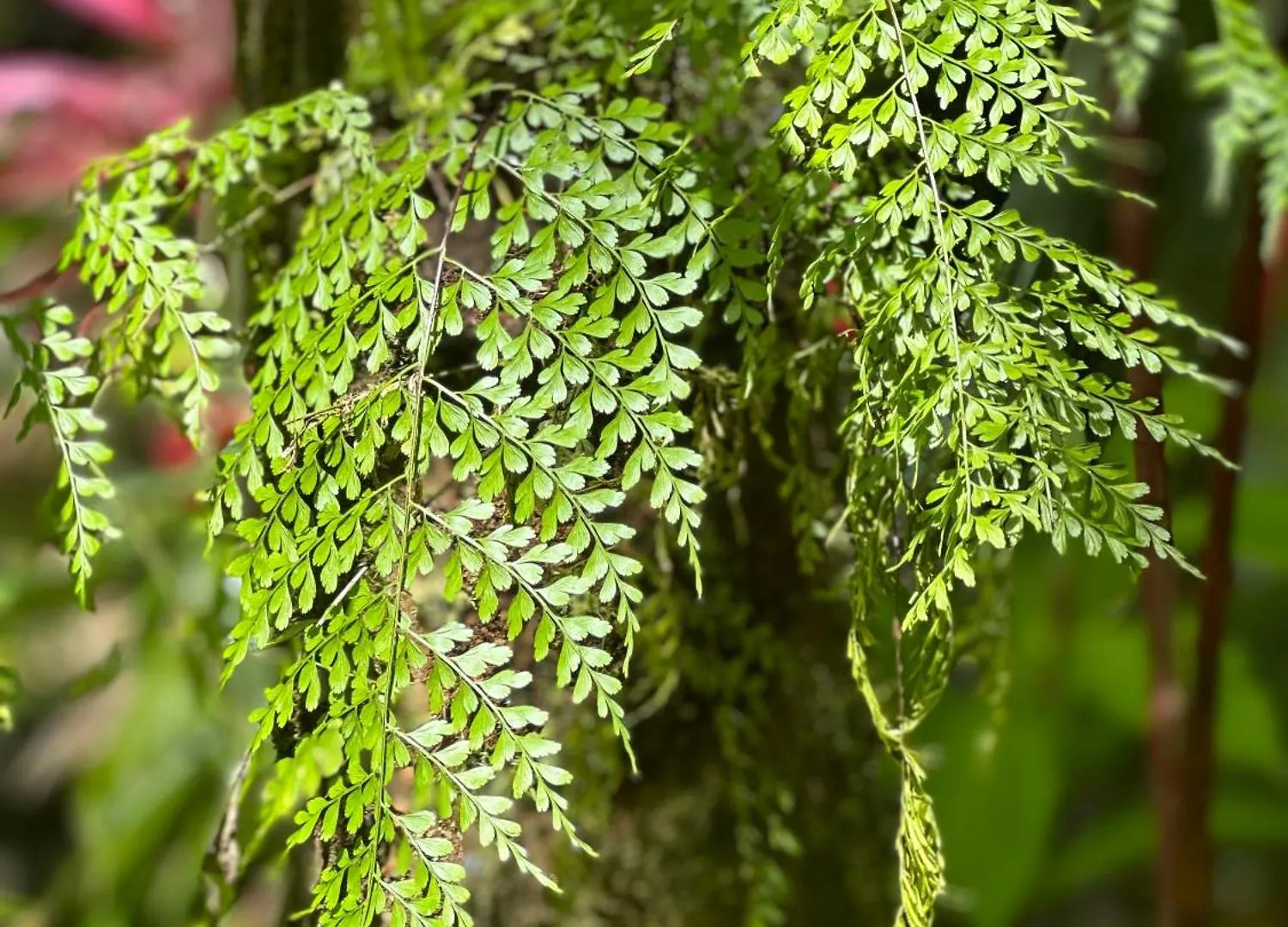Daintree Secrets Rainforest Sanctuary Diwan Holiday home