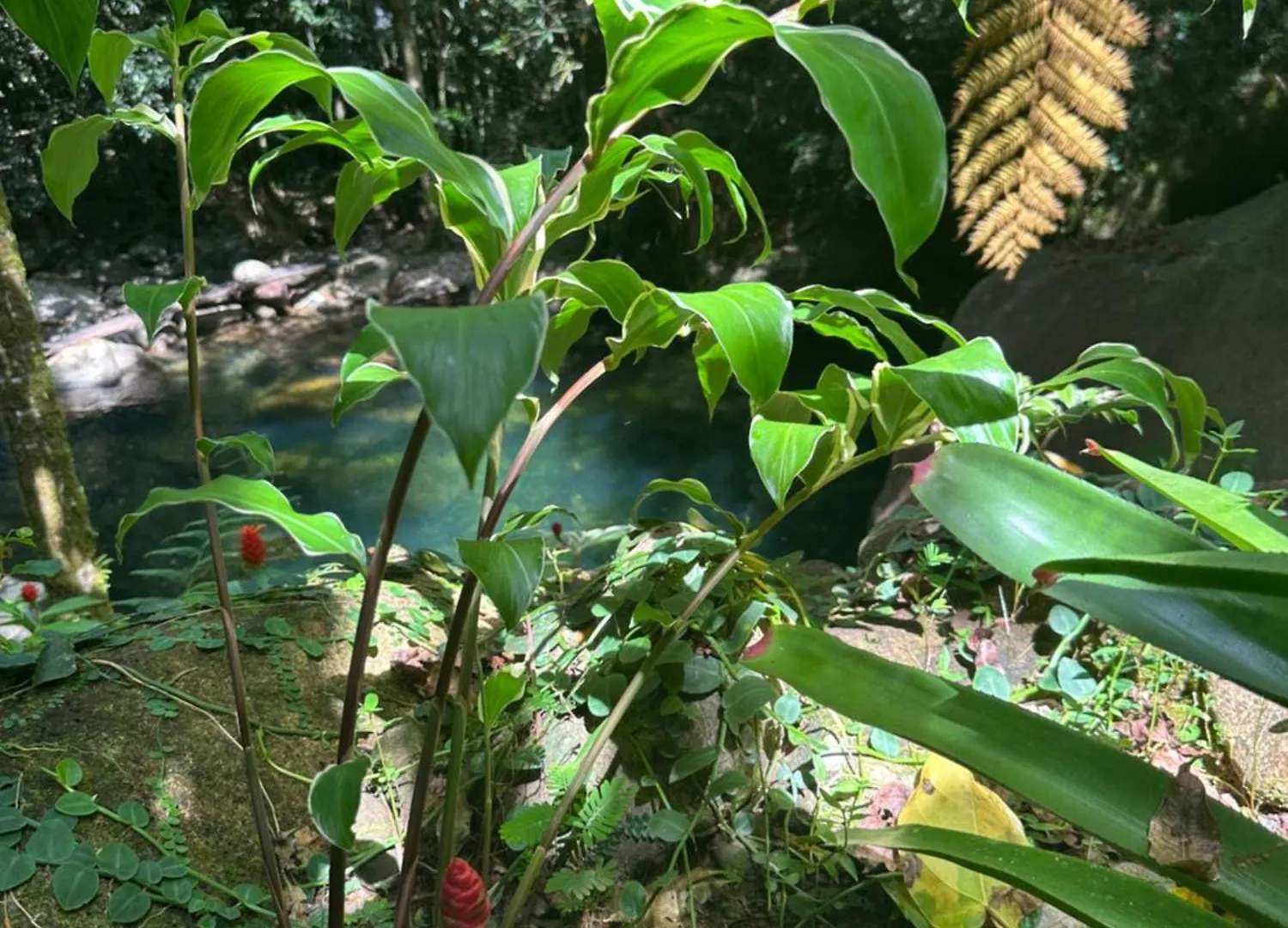 Daintree Secrets Rainforest Sanctuary Diwan